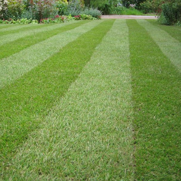 Cow Grass