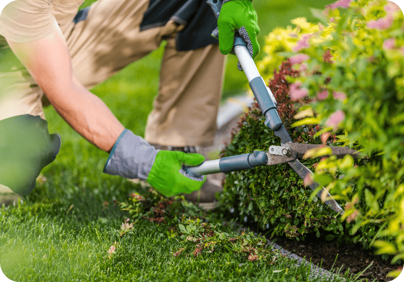 spring-time-garden-plants-trimming-maintenance