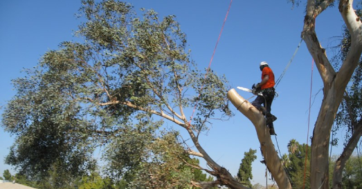 tree cutting