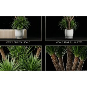 Dracaena Draco
