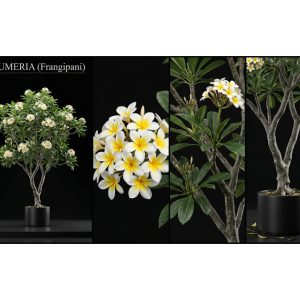 Plumeria - Frangipani