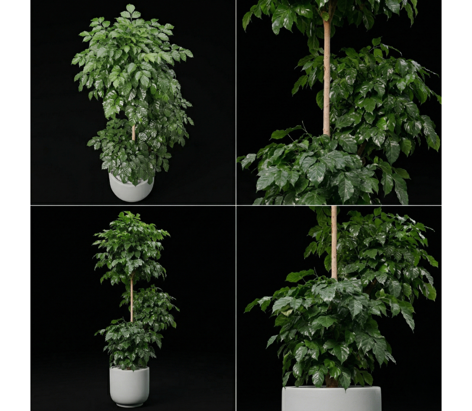 product (12)