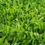 cow grass