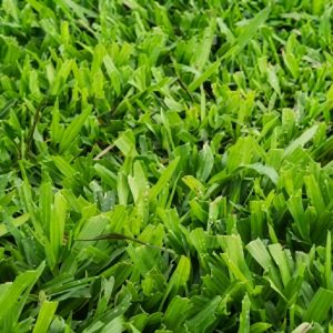 cow grass