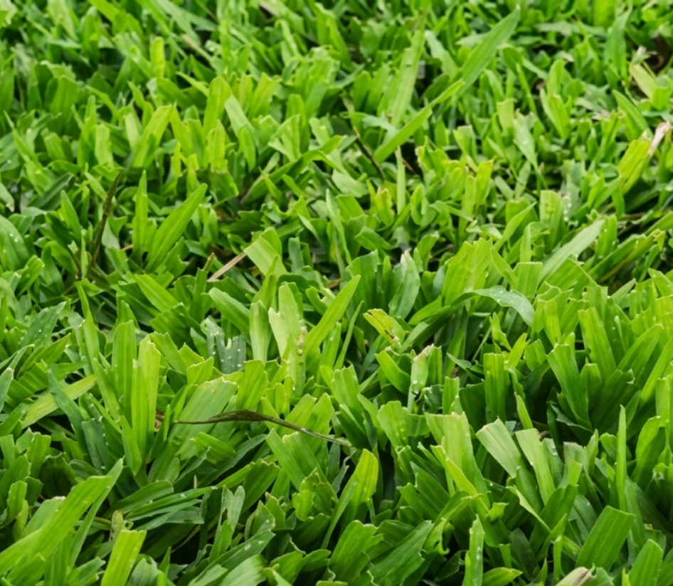 cow grass