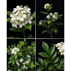 Murraya Paniculata