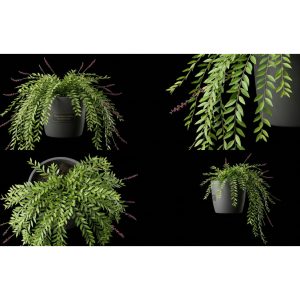 Phyllanthus Myrtifolius