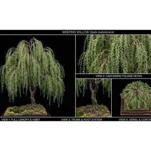 Weeping Willow