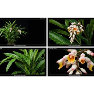 Alpinia Zerumbet
