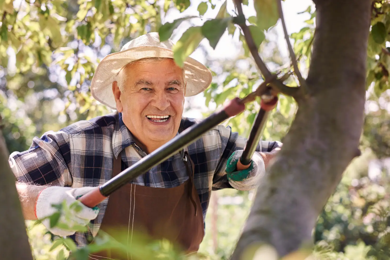 How Tree Pruning Improves Plant Health and Safety